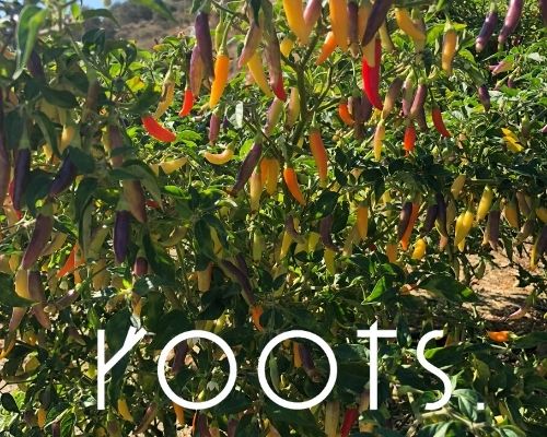 Sind Gewuerze gesund und welche Wirkung hat eine natuerliche Chili von roots