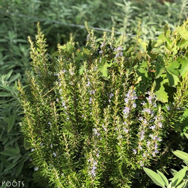 Rosmarinstrauch in der Natur