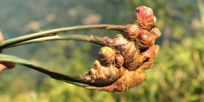 Natuerliche Gewuerze wie Ingwer direkt vom Ursprung